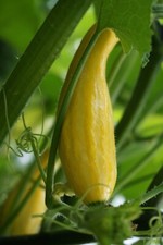 Squash seeds early for sale  Chicago