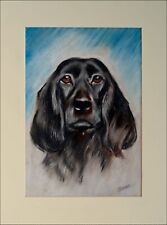 Field spaniel cocker for sale  UK
