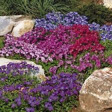 Aubrieta royal mixed for sale  BELLSHILL