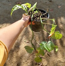 Monstera adansonii feuillage d'occasion  Béziers
