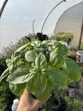 Basil multisown plug for sale  STAFFORD