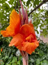 Canna pretoria bengal gebraucht kaufen  Duisburg