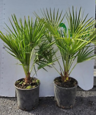 Chamerops umilis pianta usato  Altamura