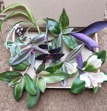 Different varieties tradescant for sale  DAVENTRY