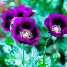 Papaver somniferum lauren usato  Spedire a Italy