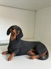 Large dachshund dog for sale  BIRMINGHAM