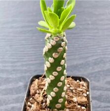 9cm cactus live for sale  Shipping to Ireland