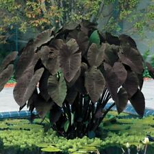 Black magic colocasia for sale  Mobile