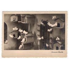 Harmonie blanche pigeons gebraucht kaufen  Backnang