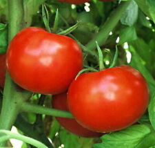 Rutger tomato seeds for sale  Valdosta