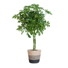 Schefflera arb nora gebraucht kaufen  Düsseldorf