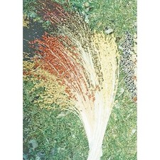 Multicolor broom corn for sale  Bois D Arc
