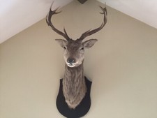 Impressive antique taxidermy for sale  BRAMPTON