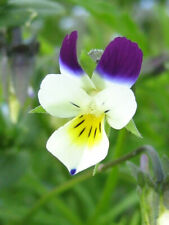 Viola tricolor wildes gebraucht kaufen  Bad Kissingen