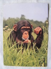 Postkarte ansichtskarte alt gebraucht kaufen  Bremen