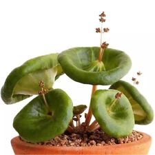 3cm crassula umbella for sale  Shipping to Ireland