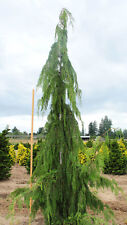 Cupressus nootkatensis glauca for sale  Silverton