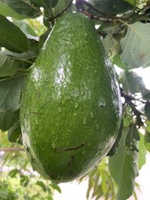 Jumbo fresh organic for sale  Miami