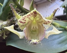 Dendrobium finisterrae orchid for sale  New Orleans