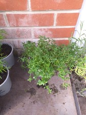 Thyme herb plant for sale  SOUTHAMPTON