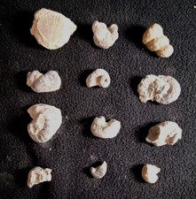 Lot fossils various for sale  Wexford