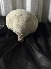Vintage brain coral for sale  Greenwich