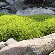 Sedum lemon coral for sale  BURTON-ON-TRENT