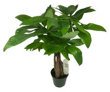 Flowerpotnursery lucky money for sale  Loranger