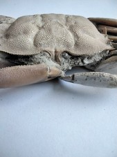 Crabe fossile d'occasion  Sainte-Maxime
