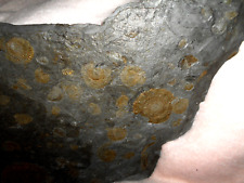 Große schieferplatte ammonite gebraucht kaufen  Reutlingen