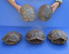 Lot red eared for sale  Saint Augustine