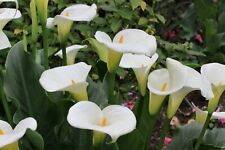 Water plants natural for sale  BUCKFASTLEIGH