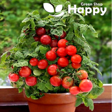 Balcony tomato seeds for sale  DONCASTER