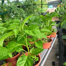Jalapeño chill plants for sale  HUDDERSFIELD