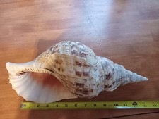 Giant charonia tritonis for sale  Haledon