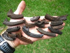 Raccoon opossum jaws for sale  Tallahassee