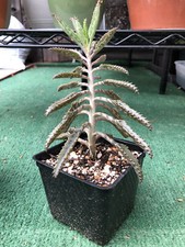 Mothers millions thousands for sale  Lathrop