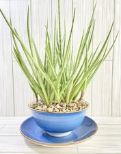 Sansevieria hybrid bacularis for sale  Winchester