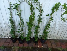 Efeu . sagittifolia gebraucht kaufen  Apen