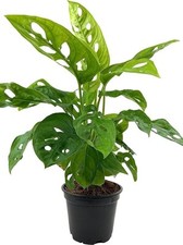 Monstera swiss cheese for sale  USA