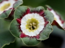 Primula auricula minley for sale  STANLEY