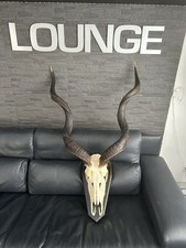 Kudu antilope trophäe gebraucht kaufen  Hamburg