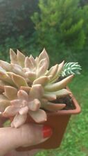 Plantes caméléon disponible d'occasion  Toulon-