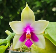 Phalaenopsis bellina krull for sale  Cullman