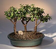 Tree dwarf jade for sale  Patchogue