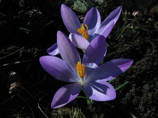 Schneekrokusse lila krokusse gebraucht kaufen Schneekrokusse lila krokusse gebraucht kaufen  Kaiserslautern