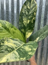 dieffenbachia plants for sale dieffenbachia plants for sale Homestead