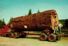 1940s giant fir for sale  Eugene