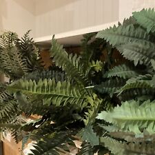 Boston fern hanging for sale  Hamilton
