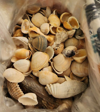 Conchas Do Mar Oceano Atlântico Ormond Beach Florida (pequenas e médias) comprar usado  Enviando para Brazil